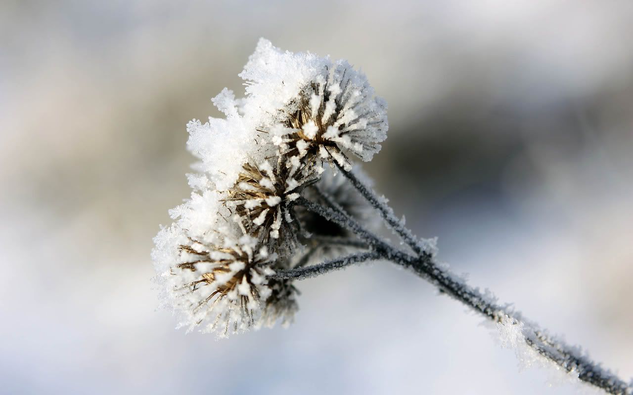 flowers_under_frost4.jpg