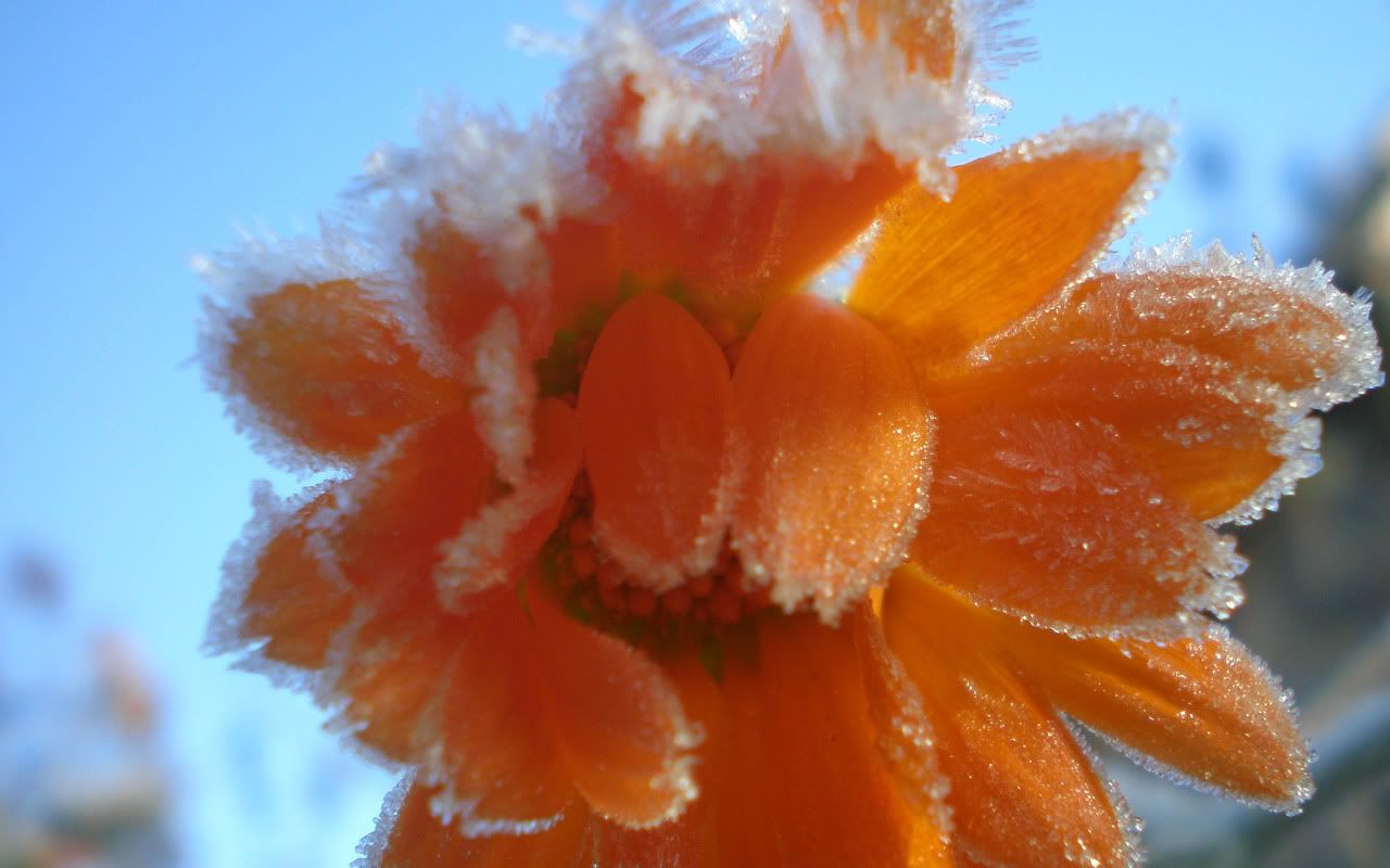 flowers_under_frost5.jpg