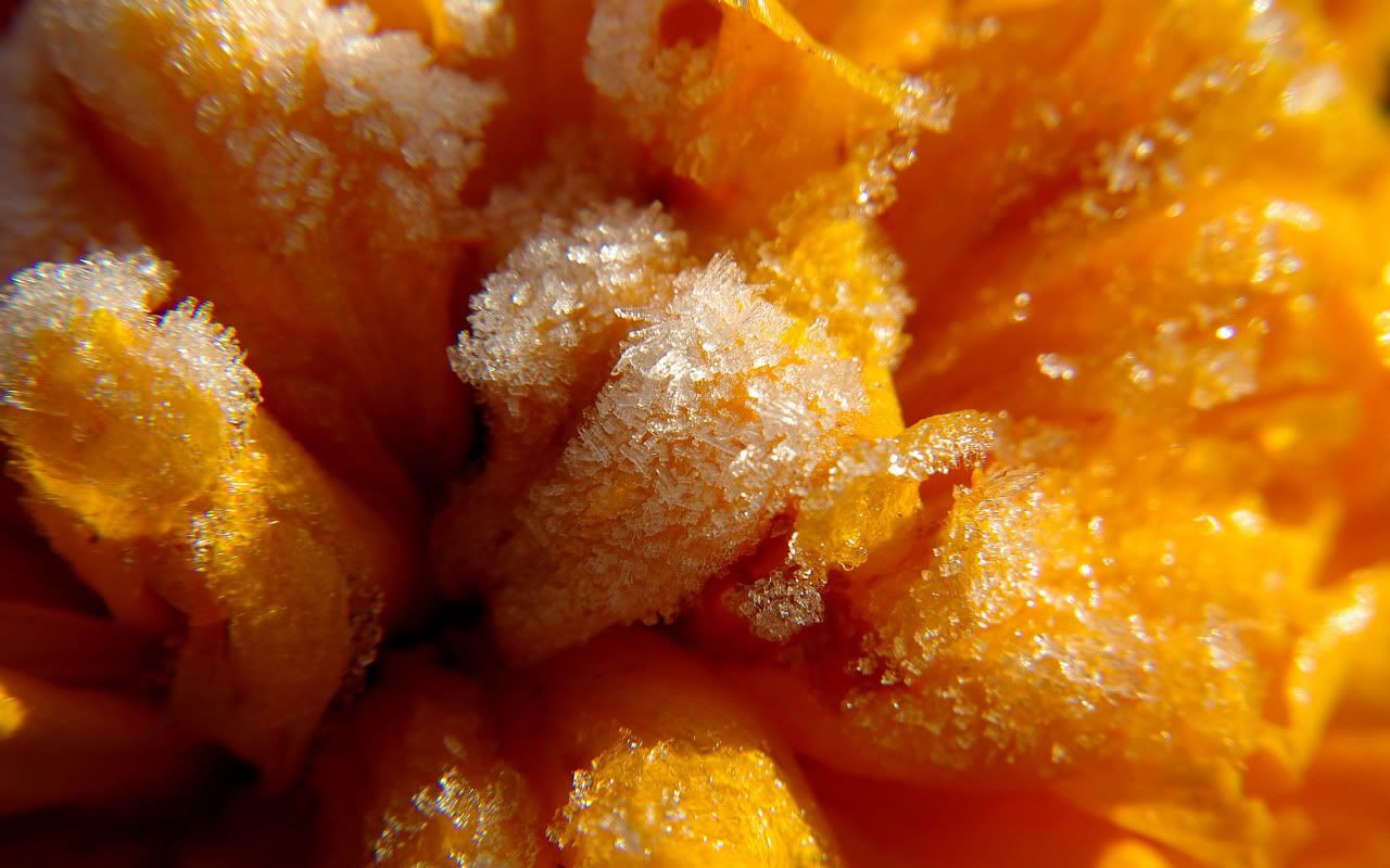 flowers_under_frost6.jpg