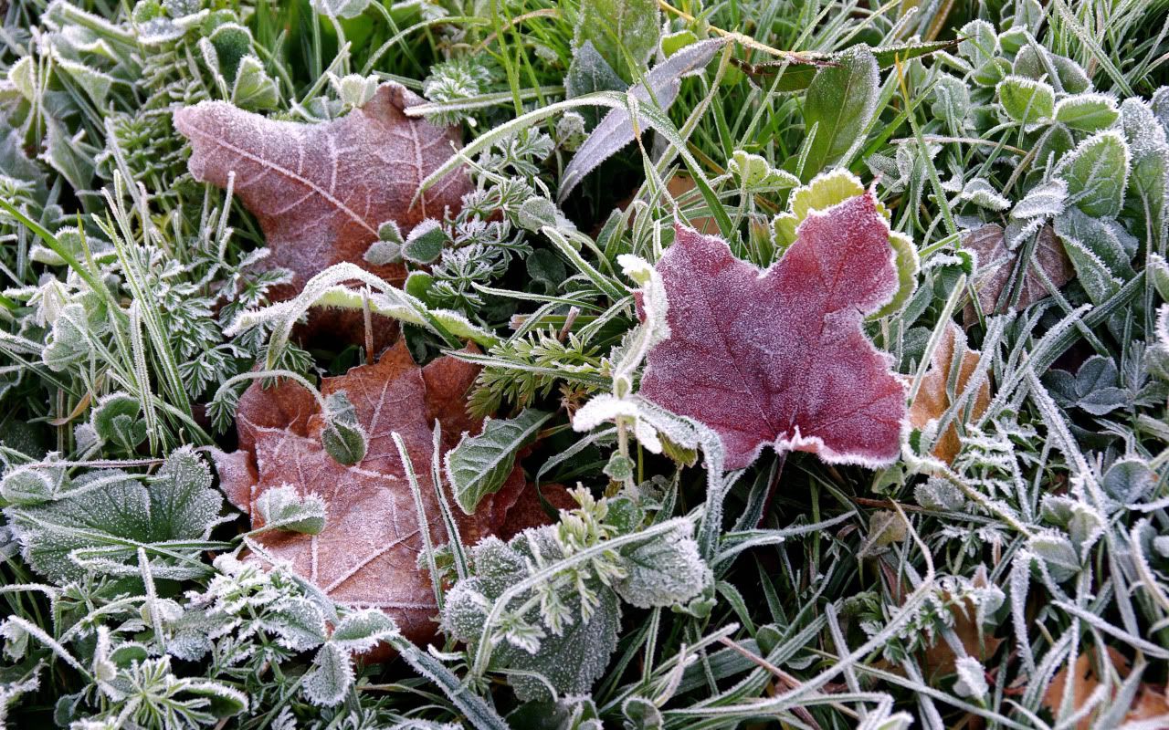 flowers_under_frost7.jpg