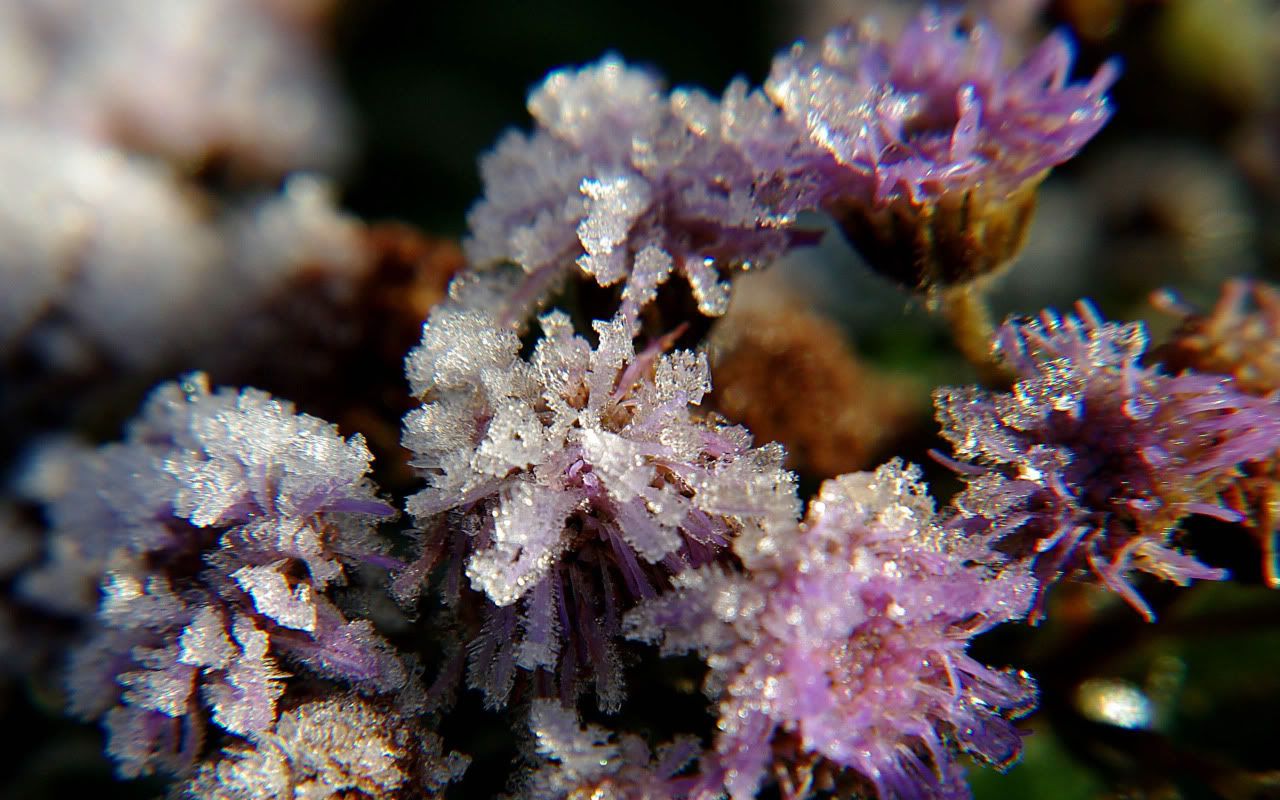 flowers_under_frost8.jpg