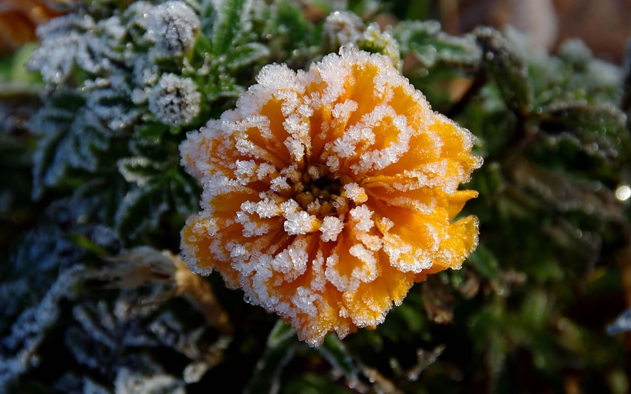 flowers_under_frost9.jpg