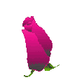blmrdrose2za8qr7.gif