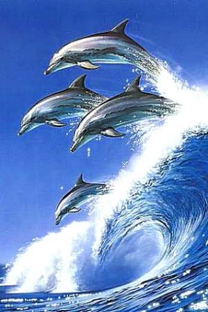 dolphins1d.jpg