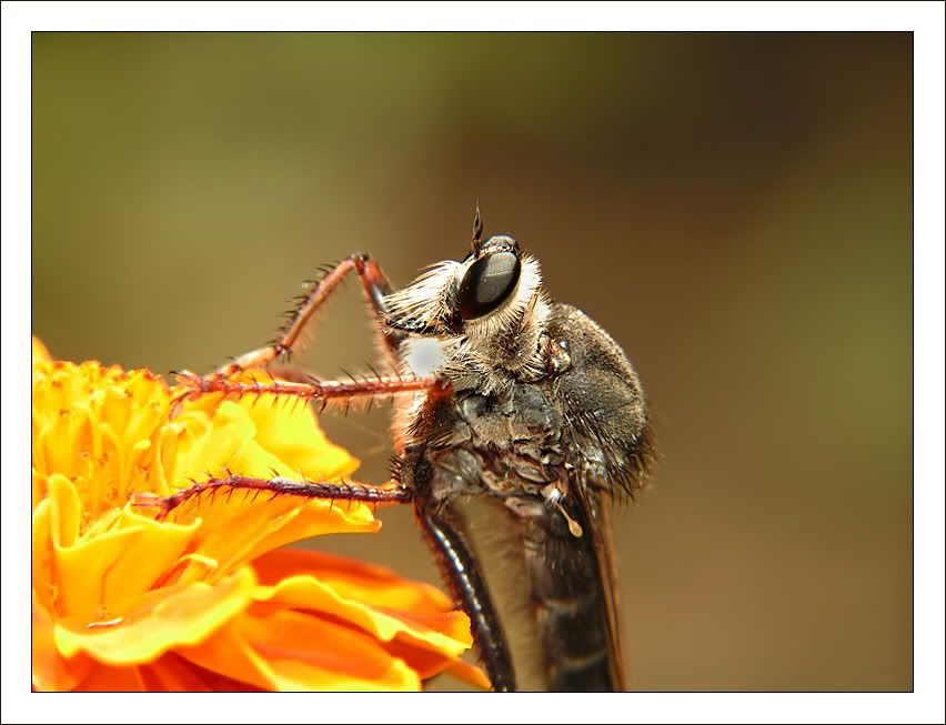macro10.jpg