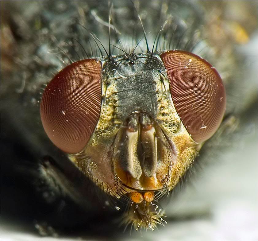 macro14.jpg