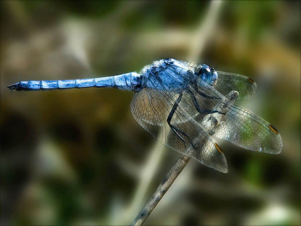 macro22.jpg