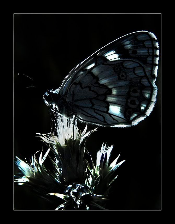 macro23.jpg