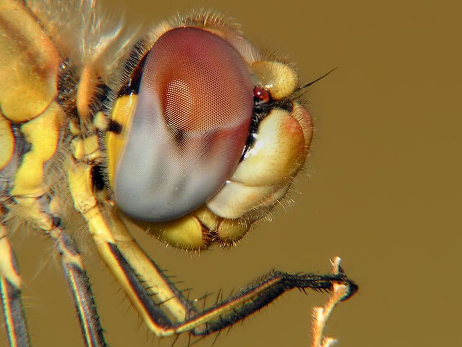 macro25.jpg