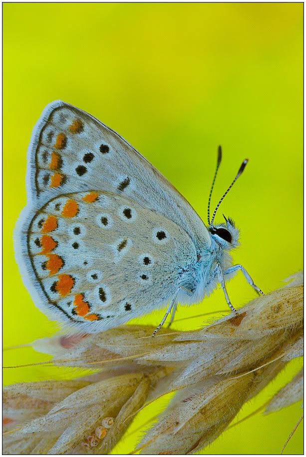 macro26.jpg