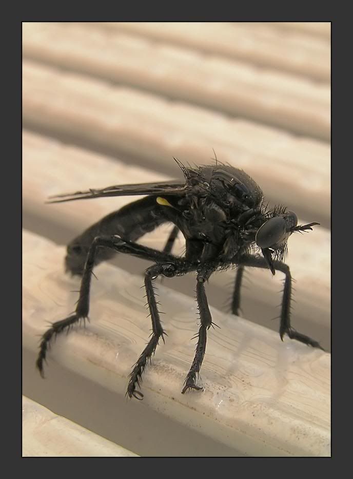 macro28.jpg