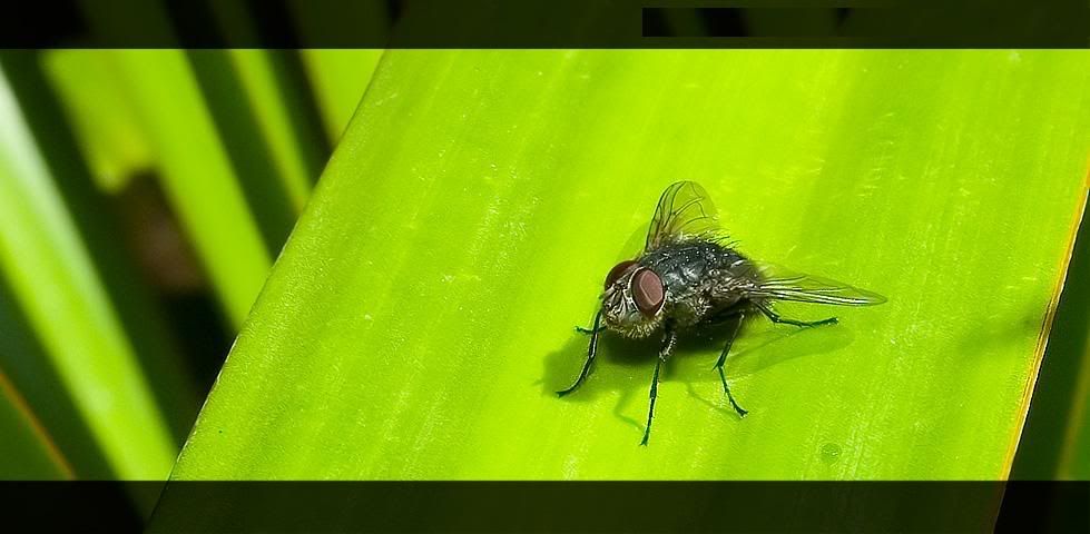 macro29.jpg