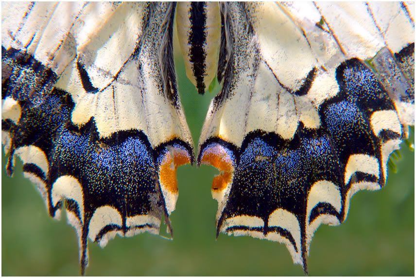 macro3.jpg