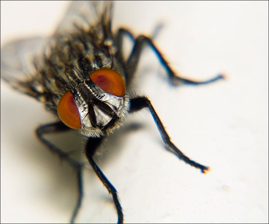 macro30.jpg