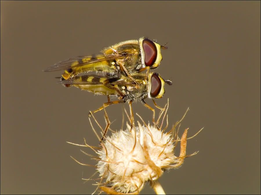 macro31.jpg
