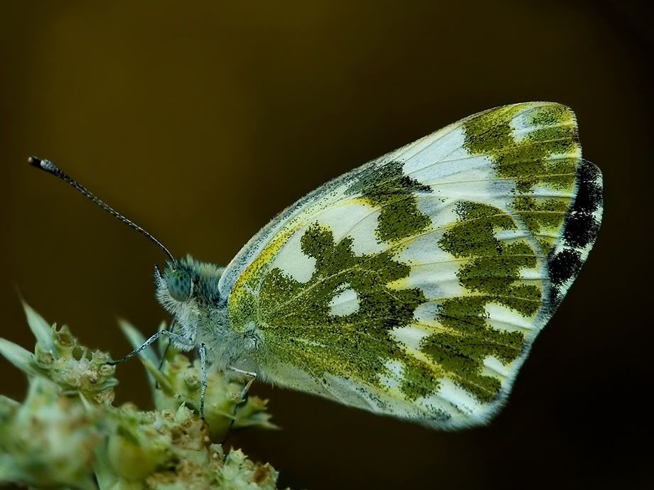 macro32.jpg