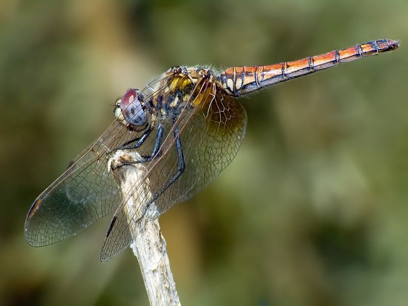 macro36.jpg