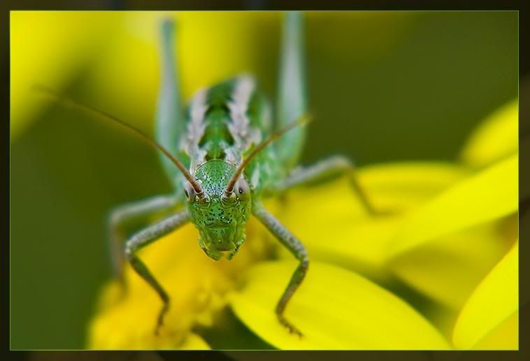 macro38.jpg