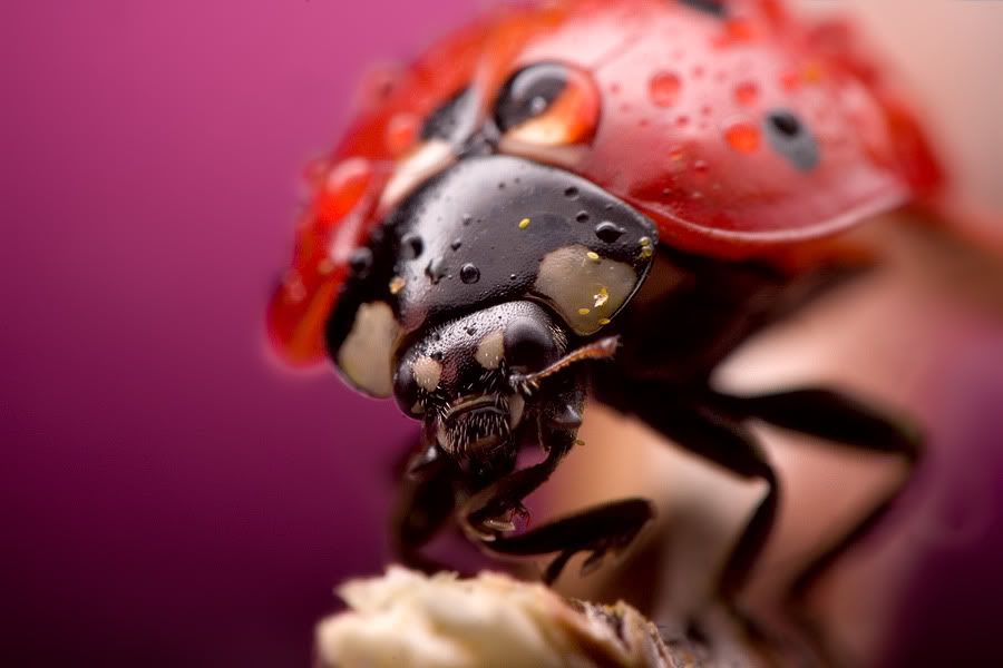 macro39.jpg