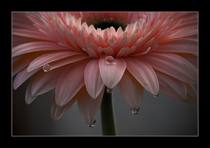 macro4.jpg