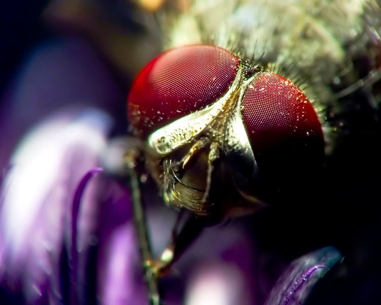 macro40.jpg