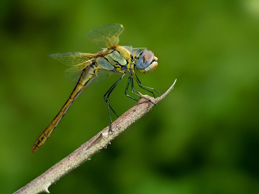macro46.jpg