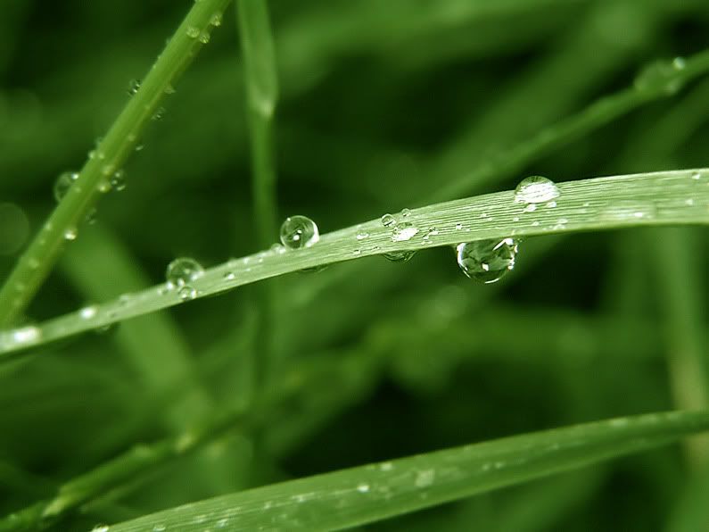 macro47.jpg