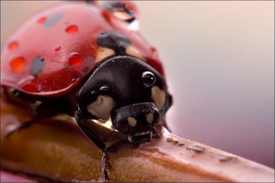 macro49.jpg