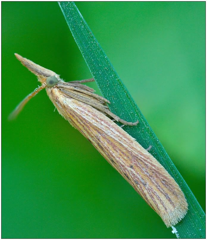 macro5.jpg