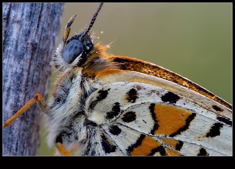 macro52.jpg