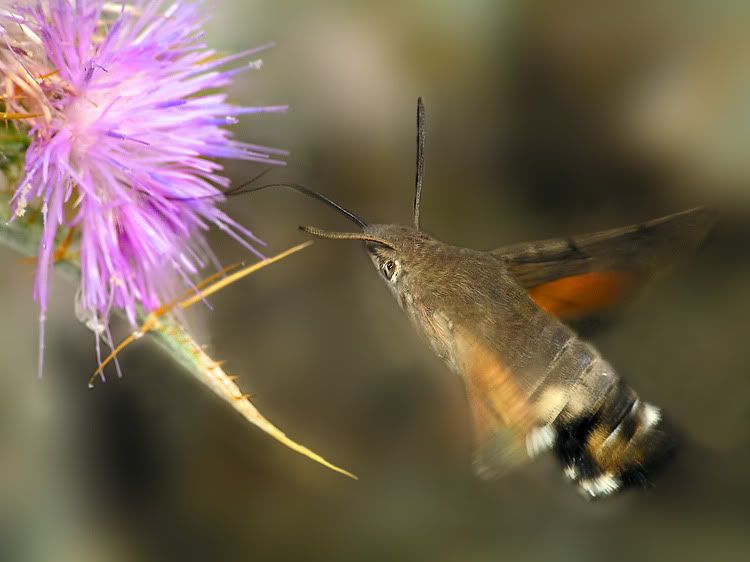 macro54.jpg