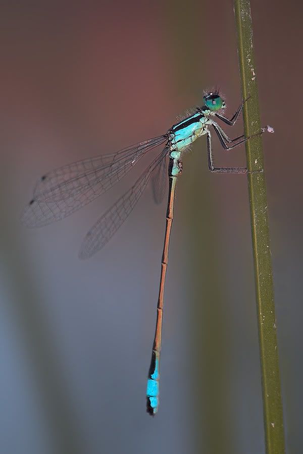 macro55.jpg