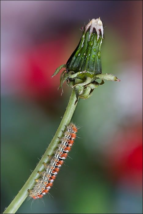 macro56.jpg