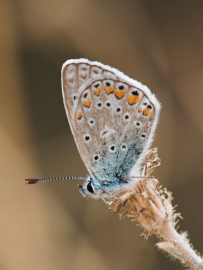 macro57.jpg