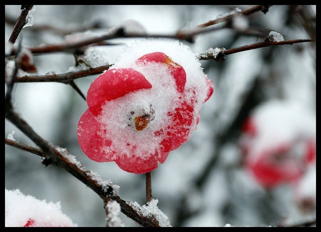 makrophoto10.jpg