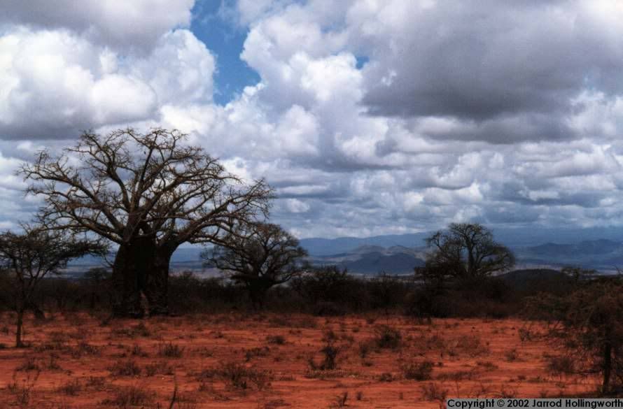 africabaobab1rk8.jpg