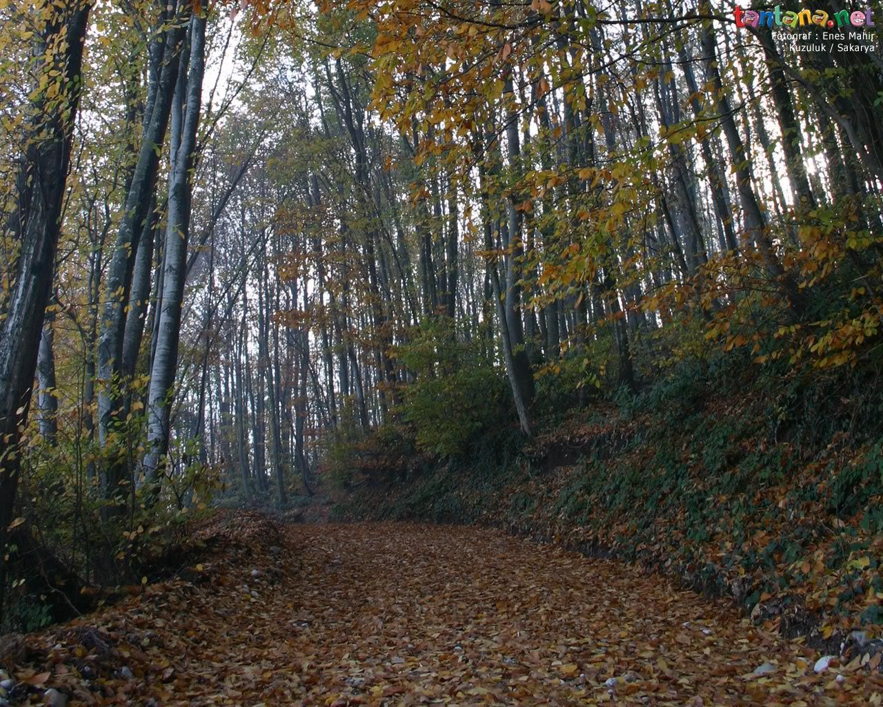 kuzuluk_yol_1280.jpg