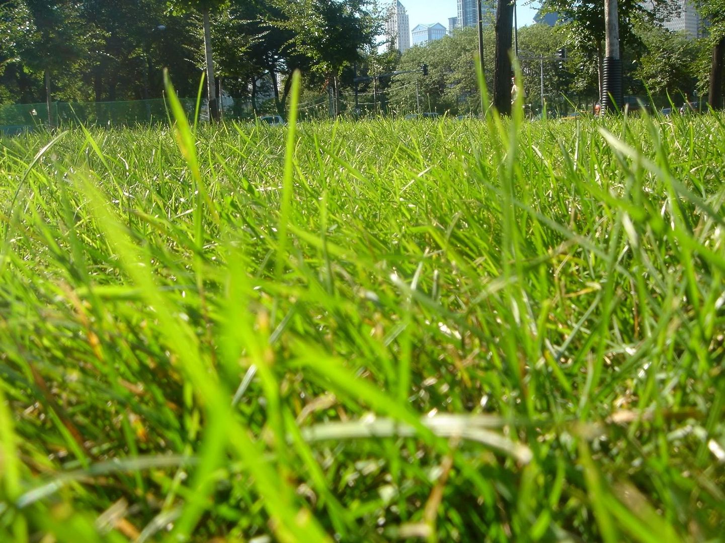 Grass_in_park_1920x1440.jpg
