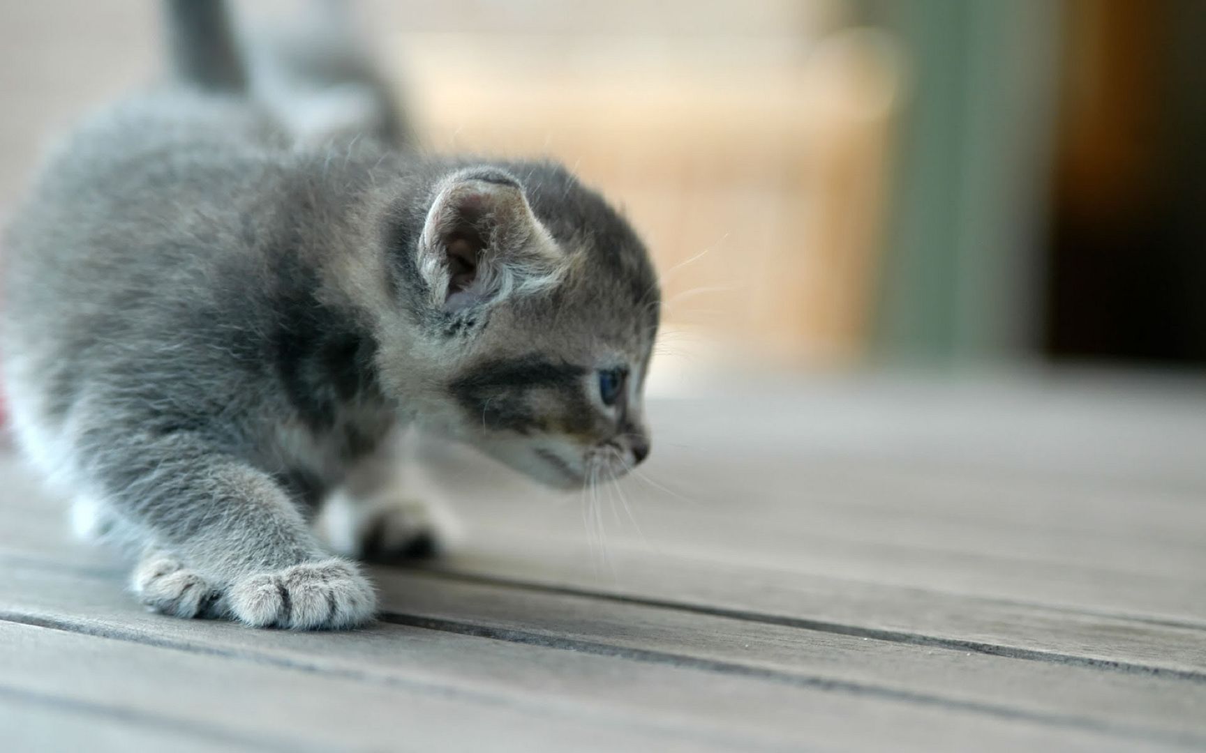 Kitten_scouting_1920x1200.jpg