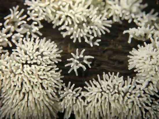 070Makro39451_05.jpg