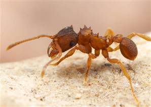 090415-Mycocepurus-Smithii-HM_widec.jpg