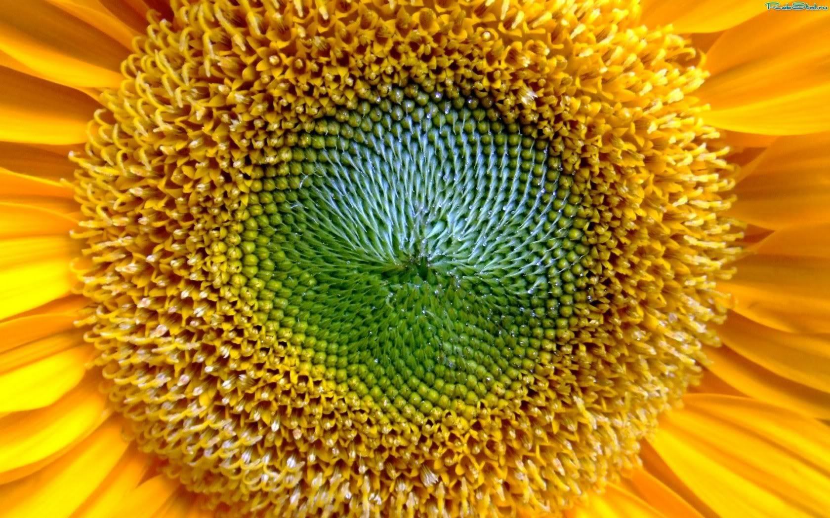 255cf24a.jpg