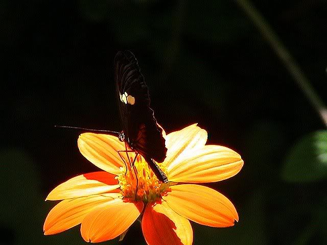 985cb1910ee9600e0d4084224c5391b7.jpg