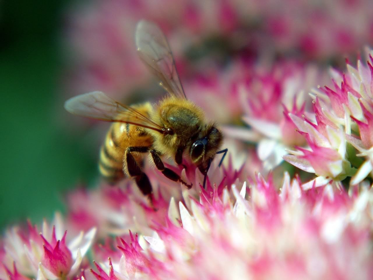 MacroWallpapers211.jpg