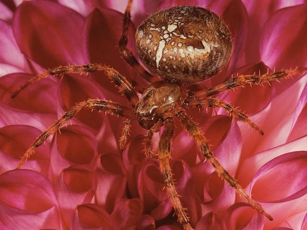 MacroWallpapers214.jpg