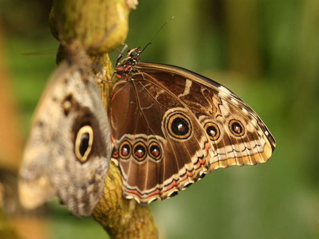MacroWallpapers216.jpg