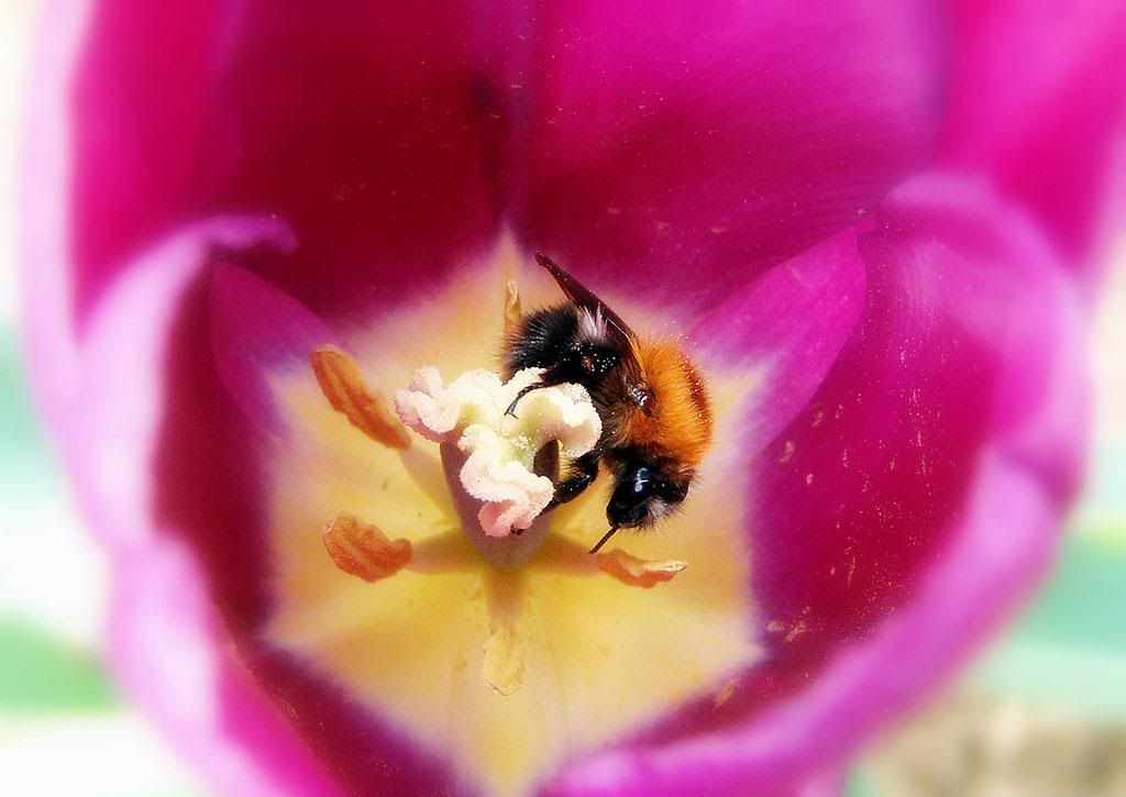 MacroWallpapers217.jpg