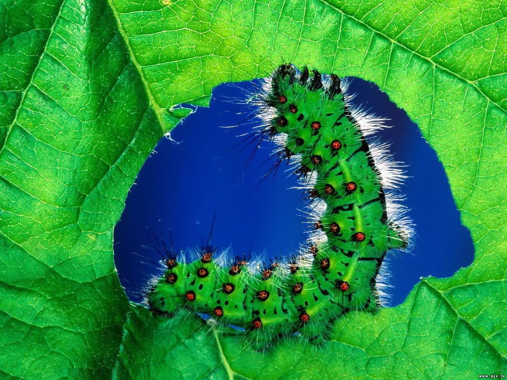 MacroWallpapers218.jpg