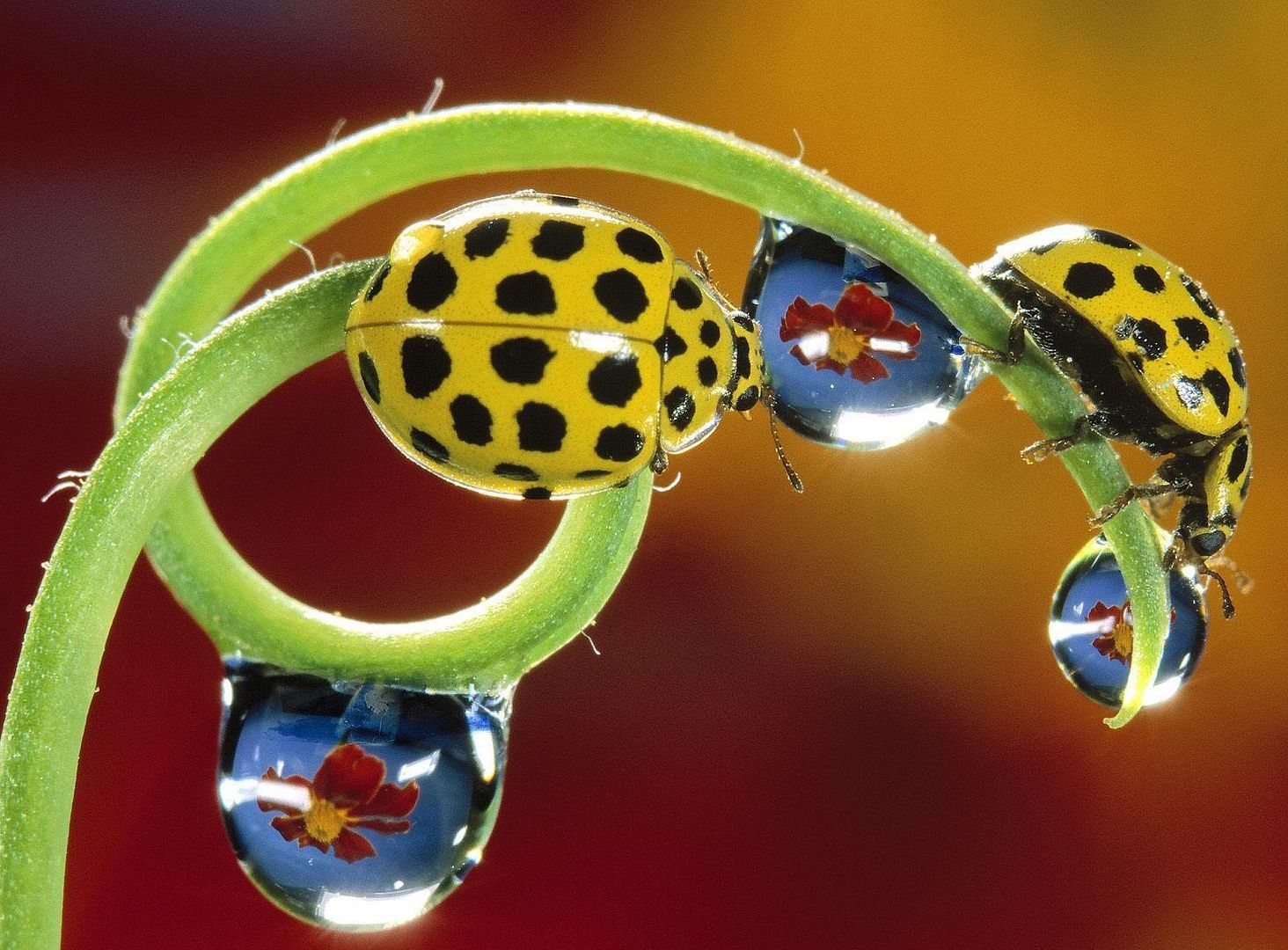 MacroWallpapers220.jpg