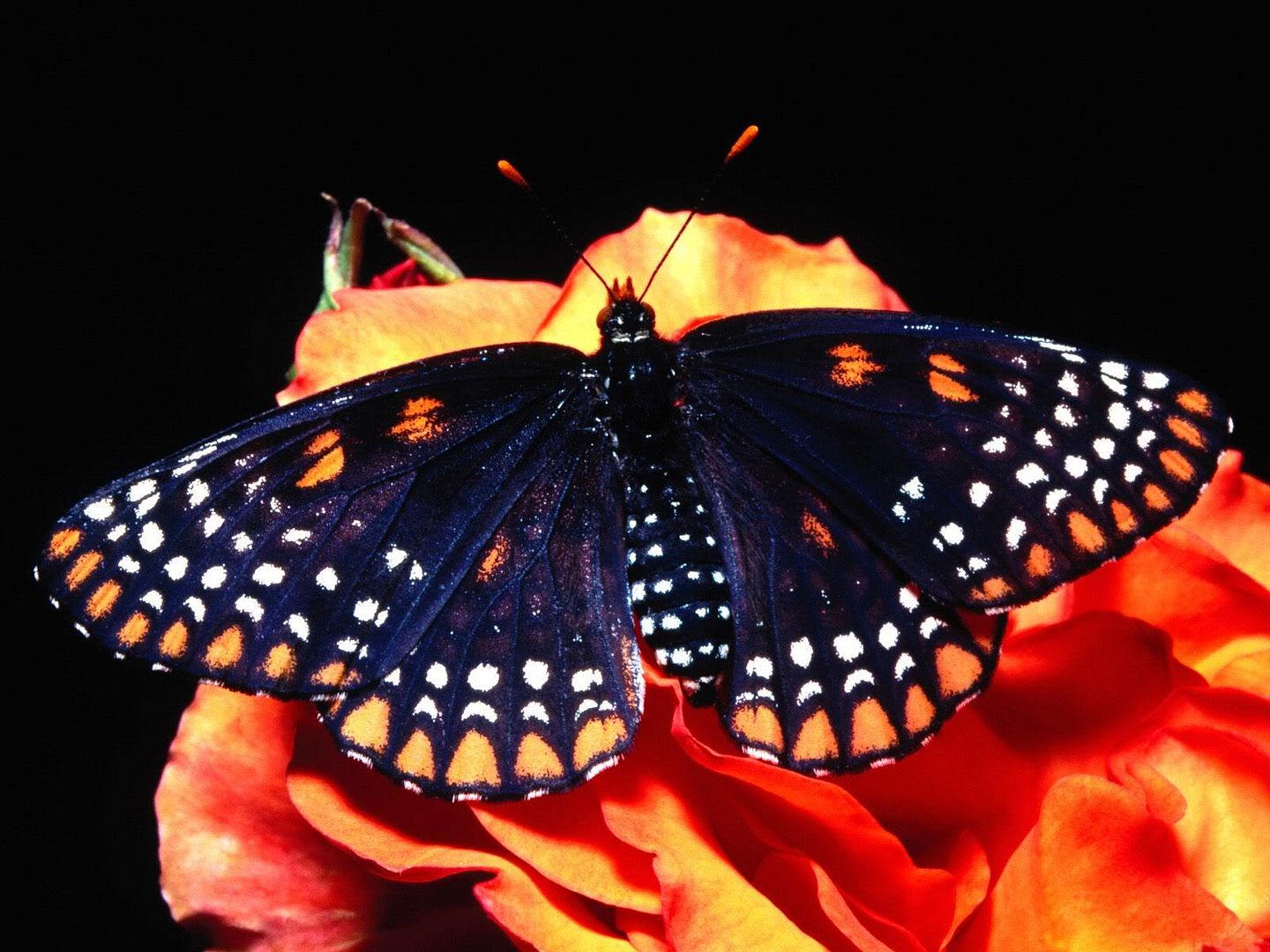 MacroWallpapers225.jpg